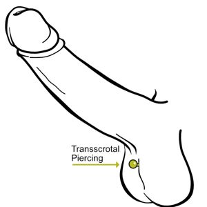 Transscrotal Piercing stechen